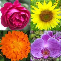 Скачать взлом Flowers Quiz - Identify Plants  [МОД Бесконечные монеты] - полная версия apk на Андроид