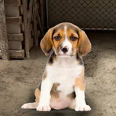 Взломанная My Pet Animal Shelter World  [МОД Много монет] - стабильная версия apk на Андроид